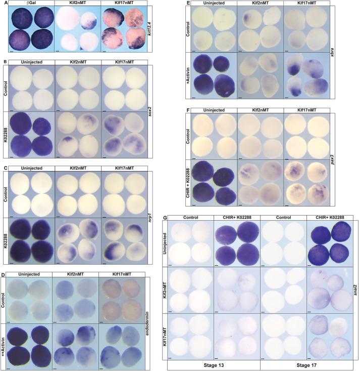 https://cdn.ncbi.nlm.nih.gov/pmc/blobs/e35d/12070069/3ff1df4d455c/develop-152-204634-g6.jpg