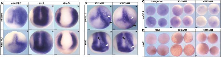https://cdn.ncbi.nlm.nih.gov/pmc/blobs/e35d/12070069/a90cf2bf8b37/develop-152-204634-g5.jpg