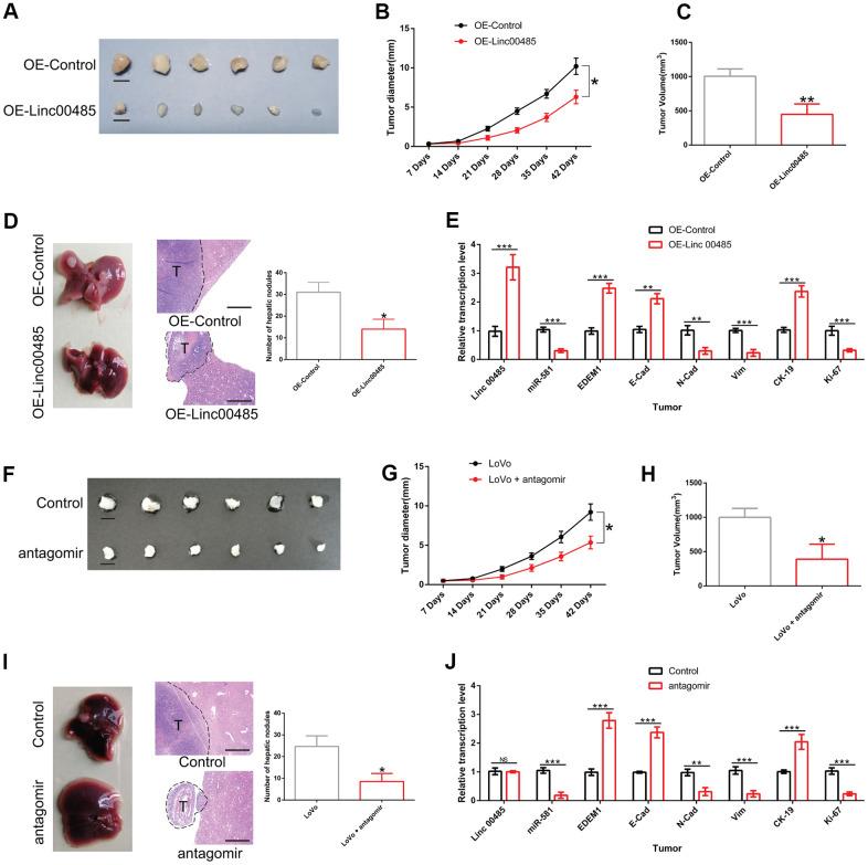 https://cdn.ncbi.nlm.nih.gov/pmc/blobs/e35f/7906134/0d4e41aacdcb/aging-13-202354-g008.jpg
