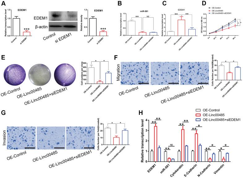 https://cdn.ncbi.nlm.nih.gov/pmc/blobs/e35f/7906134/4ad01f7deaef/aging-13-202354-g006.jpg