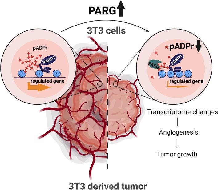 https://cdn.ncbi.nlm.nih.gov/pmc/blobs/e35f/9118775/269cb648425b/12885_2022_9651_Fig6_HTML.jpg