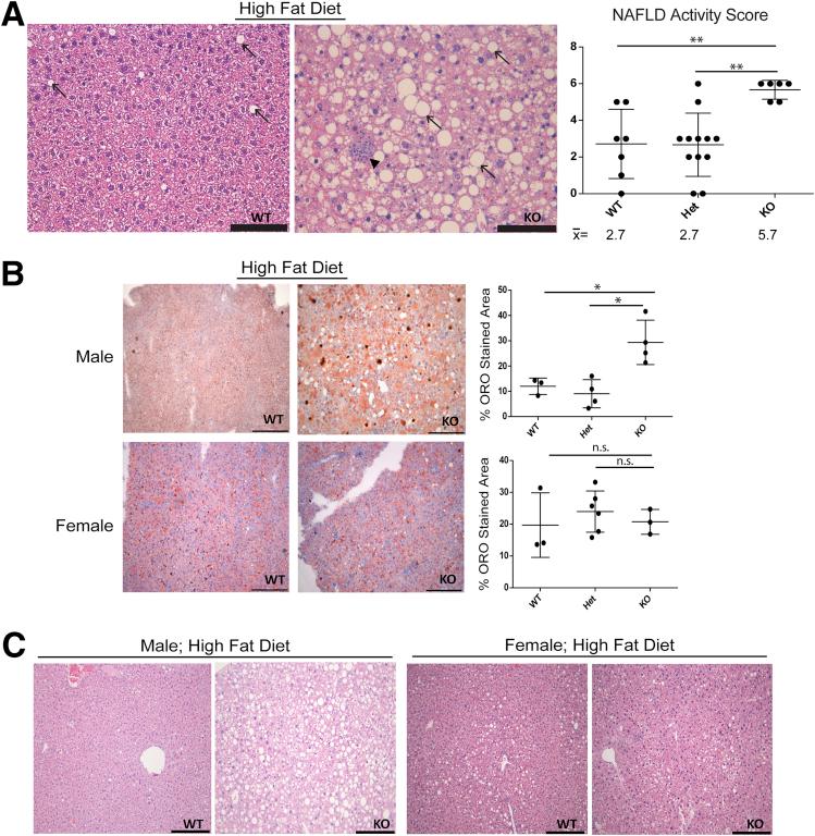 https://cdn.ncbi.nlm.nih.gov/pmc/blobs/e361/5582719/3f8d5f358730/gr5.jpg