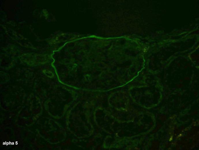 https://cdn.ncbi.nlm.nih.gov/pmc/blobs/e361/9677744/9341b5da23bf/gdz-0001-0135-g07.jpg