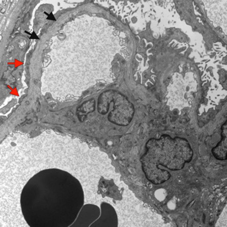 https://cdn.ncbi.nlm.nih.gov/pmc/blobs/e361/9677744/97a21504dde1/gdz-0001-0135-g11.jpg