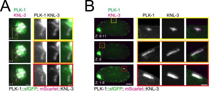 https://cdn.ncbi.nlm.nih.gov/pmc/blobs/e363/10156168/082fffe75066/elife-84057-fig5-figsupp1.jpg