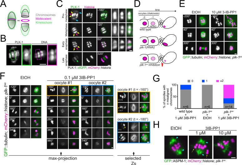 https://cdn.ncbi.nlm.nih.gov/pmc/blobs/e363/10156168/cdbffc20dd84/elife-84057-fig1.jpg