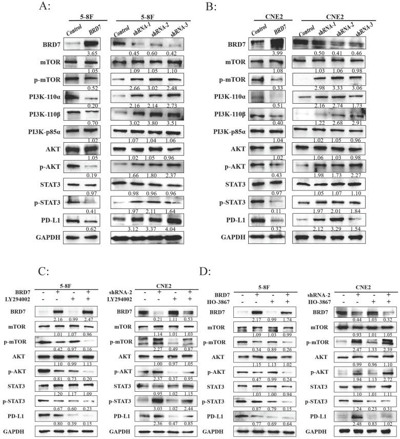 https://cdn.ncbi.nlm.nih.gov/pmc/blobs/e364/11900823/233d9ca06dfb/ijbsv21p1914g004.jpg