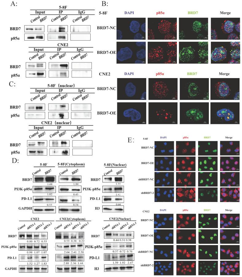 https://cdn.ncbi.nlm.nih.gov/pmc/blobs/e364/11900823/6e36299ba63c/ijbsv21p1914g005.jpg