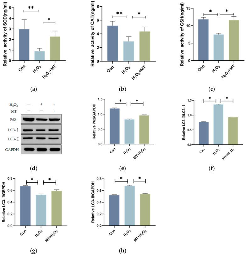 https://cdn.ncbi.nlm.nih.gov/pmc/blobs/e364/12027226/448052e6c071/genes-16-00362-g003.jpg