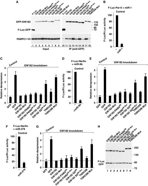 https://cdn.ncbi.nlm.nih.gov/pmc/blobs/e364/3018788/87ca787e7d71/emboj2010274f8.jpg