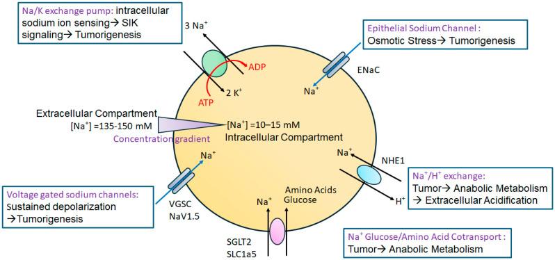 https://cdn.ncbi.nlm.nih.gov/pmc/blobs/e368/12190845/e75d740518f0/cancers-17-01924-g001.jpg