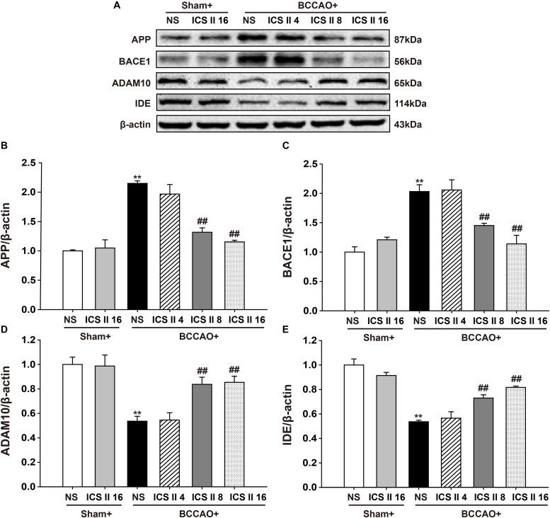https://cdn.ncbi.nlm.nih.gov/pmc/blobs/e369/6206175/1b6a5adebc10/fphar-09-01211-g005.jpg