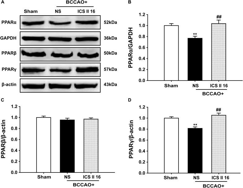 https://cdn.ncbi.nlm.nih.gov/pmc/blobs/e369/6206175/a74760de45fc/fphar-09-01211-g008.jpg