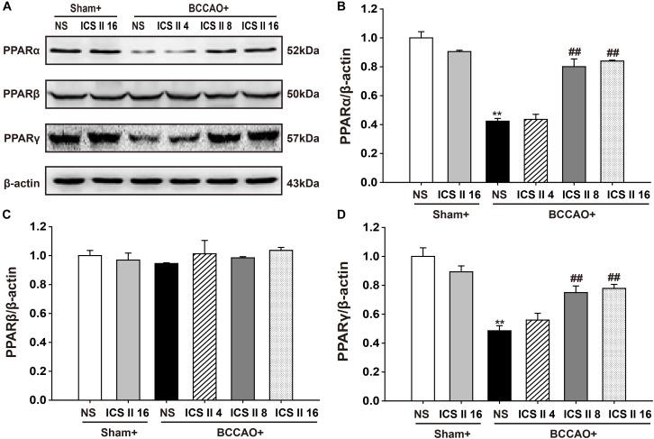 https://cdn.ncbi.nlm.nih.gov/pmc/blobs/e369/6206175/bb597e4e677b/fphar-09-01211-g007.jpg