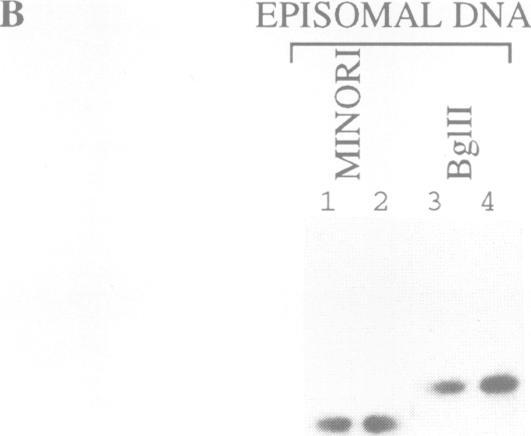 https://cdn.ncbi.nlm.nih.gov/pmc/blobs/e36e/449912/b8202a182b8a/emboj00001-0006-a.jpg