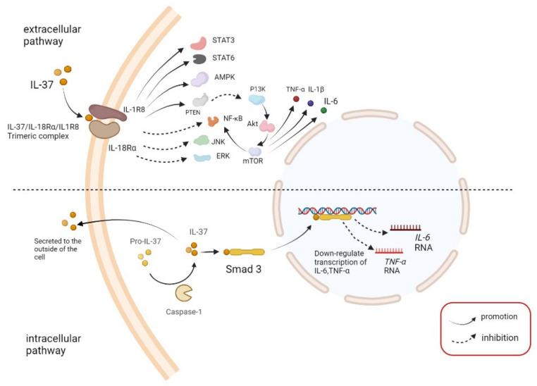 https://cdn.ncbi.nlm.nih.gov/pmc/blobs/e370/9221119/4d303863e324/brainsci-12-00723-g001.jpg