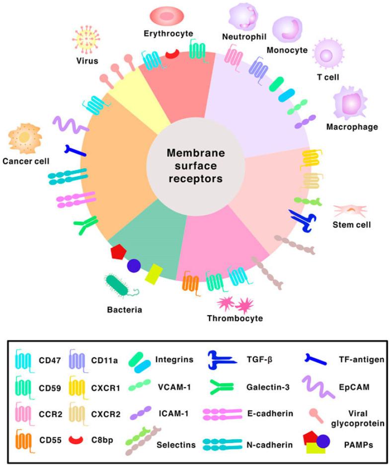 https://cdn.ncbi.nlm.nih.gov/pmc/blobs/e371/10536921/03c03c97576d/micromachines-14-01786-g014.jpg
