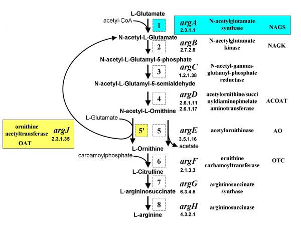 https://cdn.ncbi.nlm.nih.gov/pmc/blobs/e373/1382215/dcddf1814311/1471-2164-7-4-1.jpg