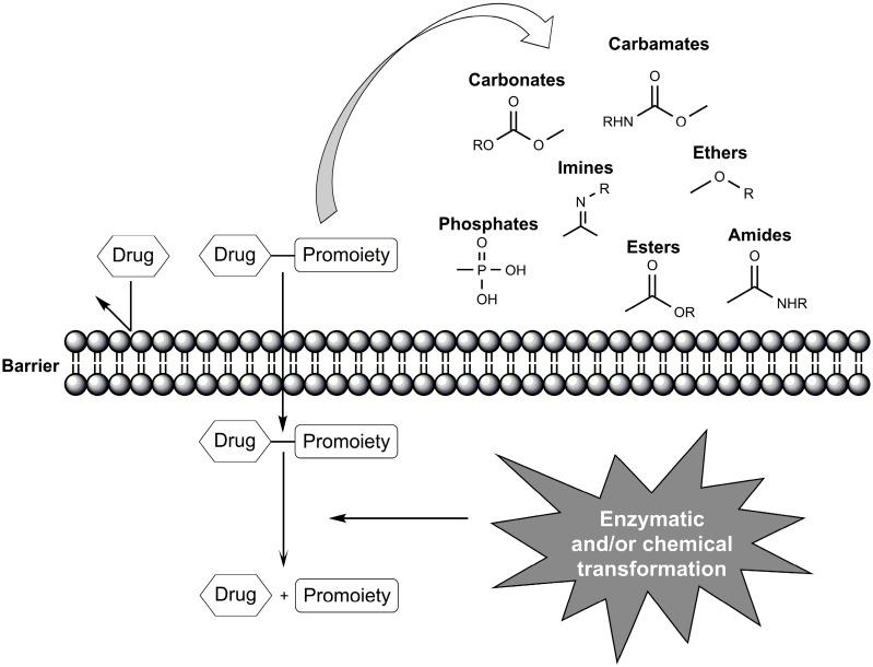 https://cdn.ncbi.nlm.nih.gov/pmc/blobs/e376/6273601/6568bfcd3c0f/molecules-21-00042-g001.jpg