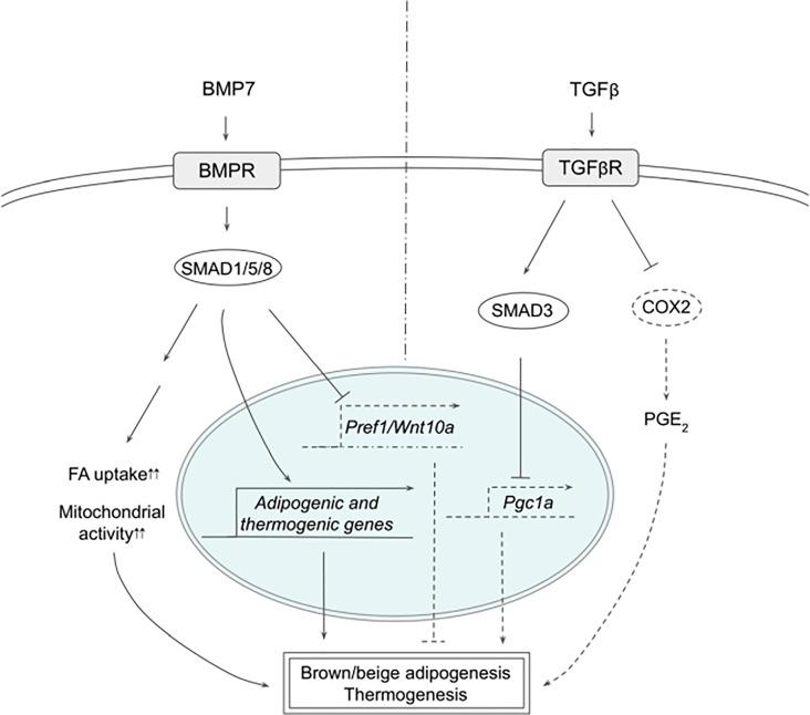 https://cdn.ncbi.nlm.nih.gov/pmc/blobs/e37d/8034539/65e7dd524dc4/fendo-12-595020-g002.jpg