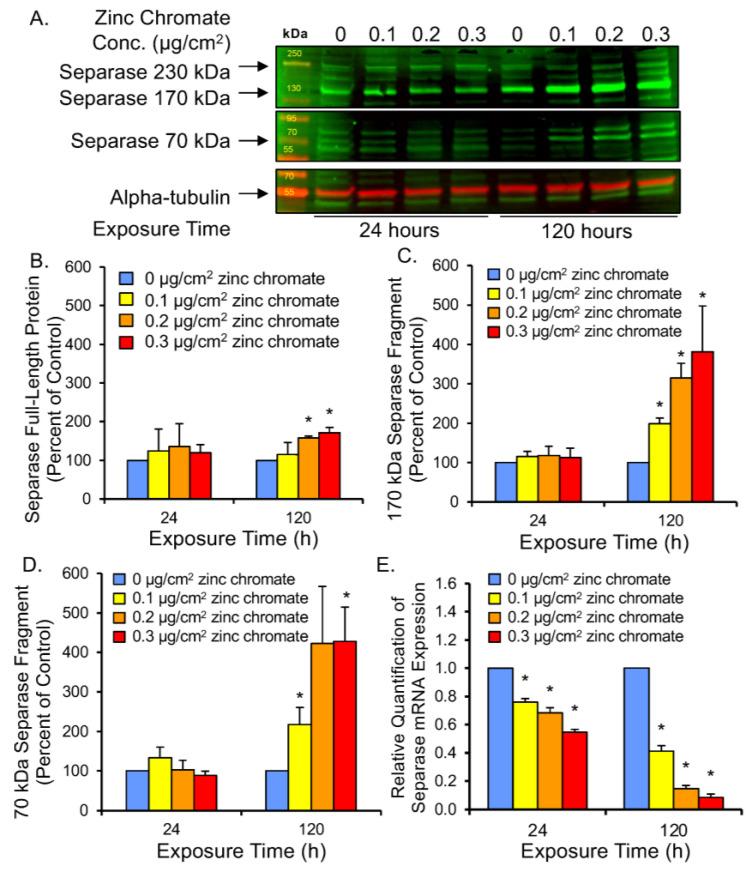 https://cdn.ncbi.nlm.nih.gov/pmc/blobs/e387/10778806/25389989932d/ijms-25-00256-g004.jpg