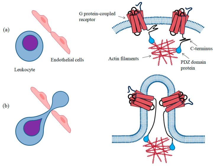 https://cdn.ncbi.nlm.nih.gov/pmc/blobs/e38a/10604838/082559da4e43/biomolecules-13-01431-g004.jpg
