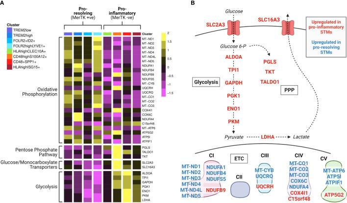 https://cdn.ncbi.nlm.nih.gov/pmc/blobs/e38a/8118696/1d77cad162a0/fimmu-12-673916-g002.jpg
