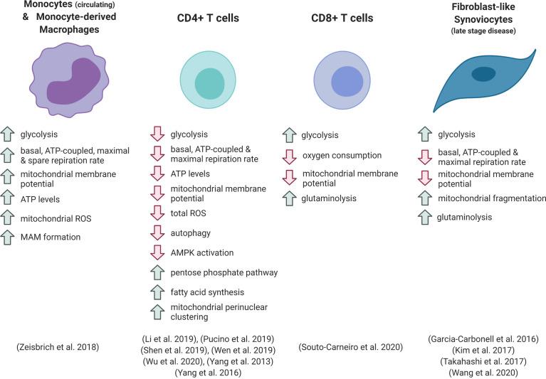 https://cdn.ncbi.nlm.nih.gov/pmc/blobs/e38a/8118696/b108728a4fbb/fimmu-12-673916-g001.jpg