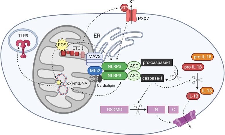 https://cdn.ncbi.nlm.nih.gov/pmc/blobs/e38a/8118696/d96e66c6d3fc/fimmu-12-673916-g003.jpg