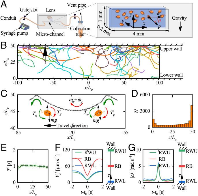 https://cdn.ncbi.nlm.nih.gov/pmc/blobs/e38d/9586295/f0b951047827/pnas.2206738119fig05.jpg