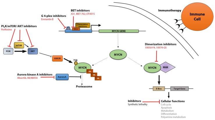 https://cdn.ncbi.nlm.nih.gov/pmc/blobs/e38f/5406860/3af8e025418d/genes-08-00113-g002.jpg