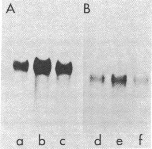 https://cdn.ncbi.nlm.nih.gov/pmc/blobs/e395/347303/7a0ee9df54cb/pnas00462-0113-b.jpg