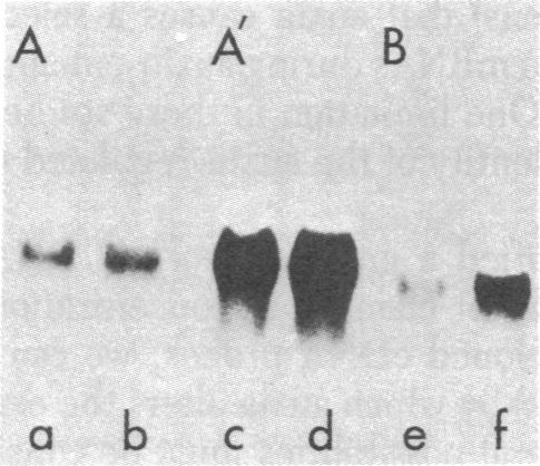 https://cdn.ncbi.nlm.nih.gov/pmc/blobs/e395/347303/af25effafd32/pnas00462-0113-a.jpg
