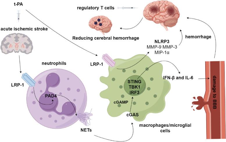 https://cdn.ncbi.nlm.nih.gov/pmc/blobs/e396/11036592/695639aeee41/12964_2024_1563_Fig4_HTML.jpg