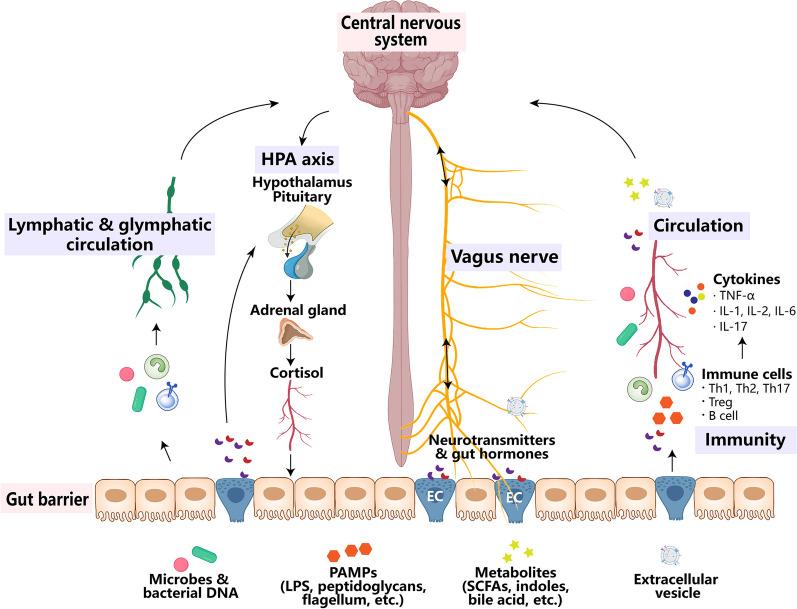 https://cdn.ncbi.nlm.nih.gov/pmc/blobs/e39d/10898075/0fd05df60387/40035_2024_404_Fig1_HTML.jpg