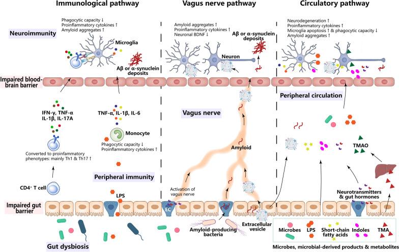 https://cdn.ncbi.nlm.nih.gov/pmc/blobs/e39d/10898075/a0bbd3e82448/40035_2024_404_Fig2_HTML.jpg