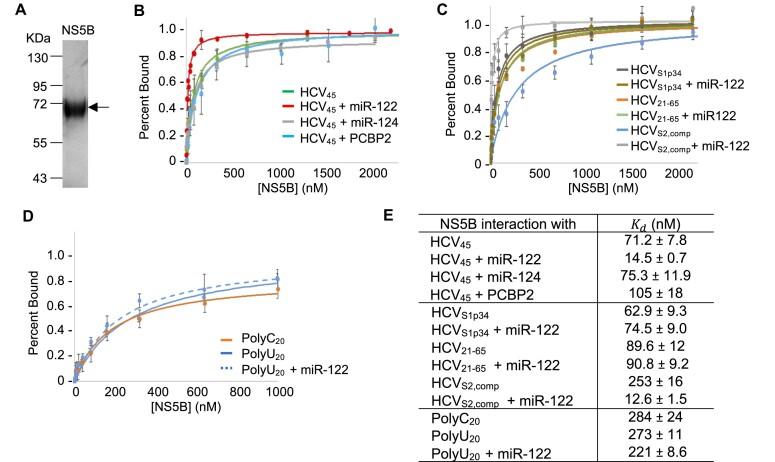 https://cdn.ncbi.nlm.nih.gov/pmc/blobs/e39f/10711565/19f96cc1dfa5/gkad1000fig6.jpg