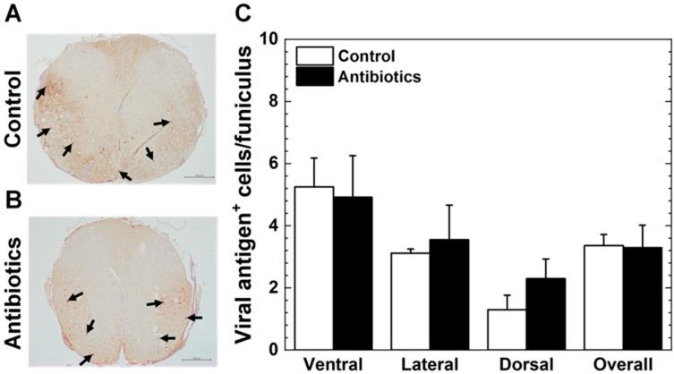 https://cdn.ncbi.nlm.nih.gov/pmc/blobs/e3a5/12190502/69dcd4fadc65/cells-14-00871-g003.jpg