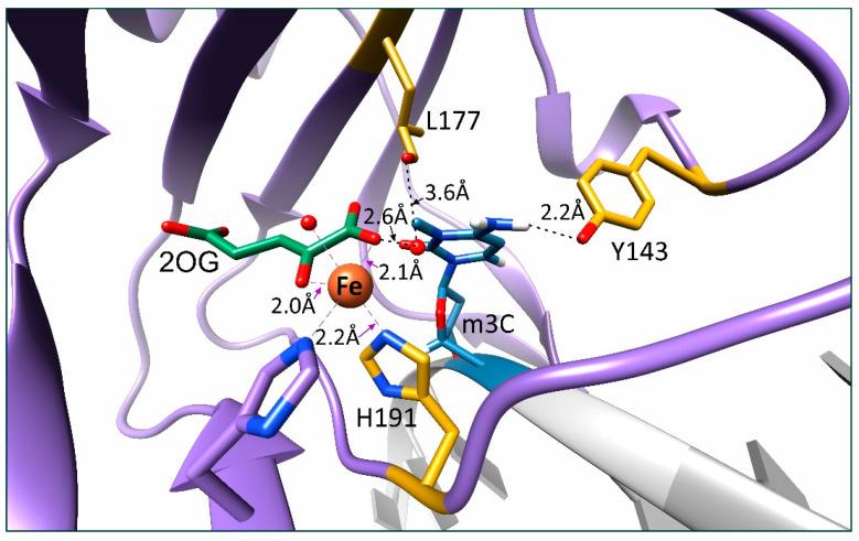 https://cdn.ncbi.nlm.nih.gov/pmc/blobs/e3a7/10816986/e1544b56683e/ijms-25-01145-g007.jpg