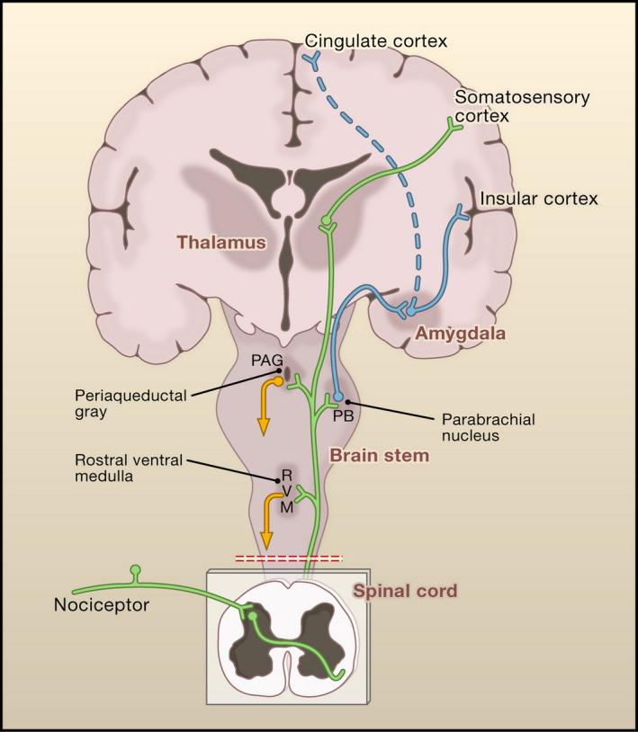 https://cdn.ncbi.nlm.nih.gov/pmc/blobs/e3a8/8181203/d7e27ca48045/PRP2-9-e00789-g009.jpg