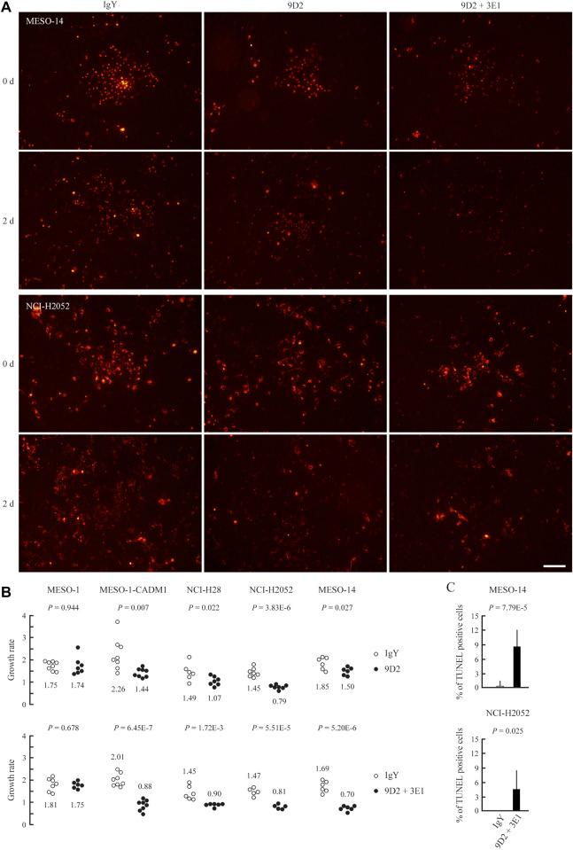 https://cdn.ncbi.nlm.nih.gov/pmc/blobs/e3a9/9315061/c2a181af43d7/fcell-10-945007-g003.jpg