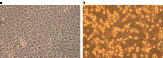 https://cdn.ncbi.nlm.nih.gov/pmc/blobs/e3aa/7125913/fac5861a081b/gr2.jpg