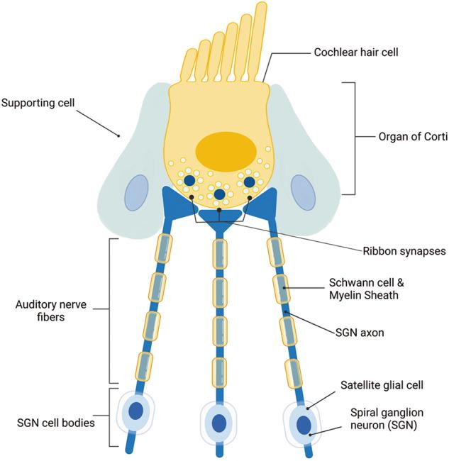 https://cdn.ncbi.nlm.nih.gov/pmc/blobs/e3ad/10517973/f111e5c040fc/41419_2023_6141_Fig1_HTML.jpg
