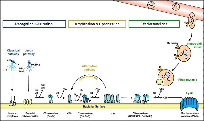 https://cdn.ncbi.nlm.nih.gov/pmc/blobs/e3ad/2832872/c098d5e313cc/109_2009_572_Fig1_HTML.jpg