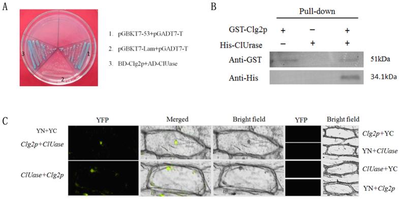 https://cdn.ncbi.nlm.nih.gov/pmc/blobs/e3ad/4819193/3daef7ce292d/srep24047-f6.jpg