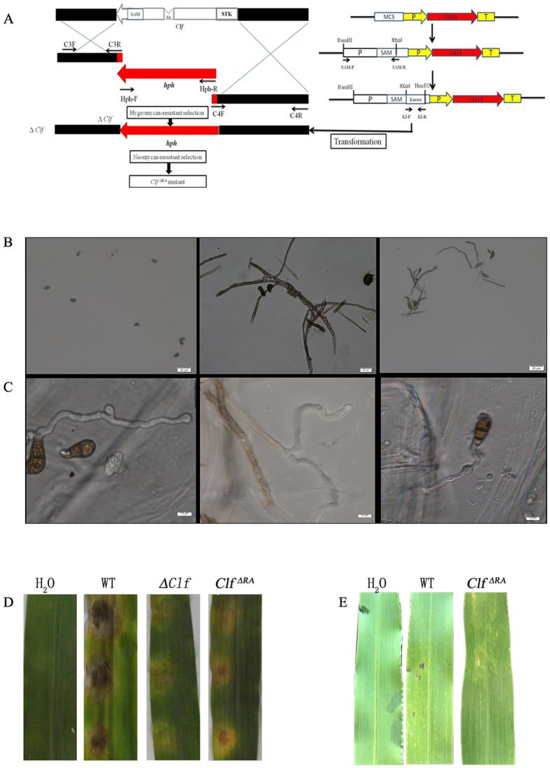https://cdn.ncbi.nlm.nih.gov/pmc/blobs/e3ad/4819193/e481a87b1bcf/srep24047-f5.jpg