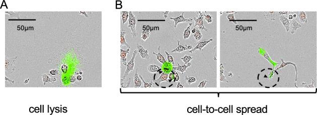https://cdn.ncbi.nlm.nih.gov/pmc/blobs/e3af/10987565/c0bc61ac4c99/41598_2024_58261_Fig4_HTML.jpg