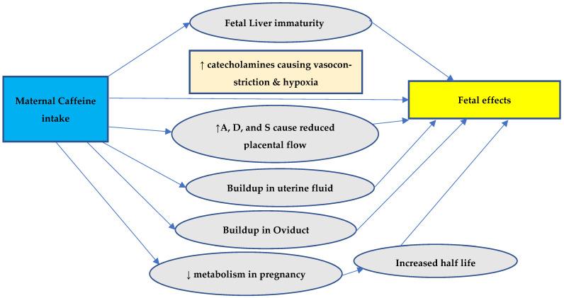 https://cdn.ncbi.nlm.nih.gov/pmc/blobs/e3af/11852448/1f3b86da0014/biomedicines-13-00390-g002.jpg