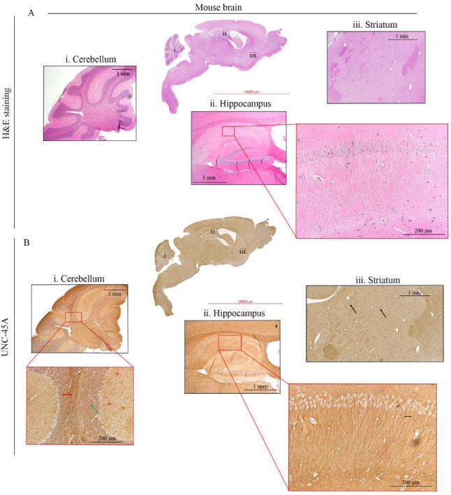 https://cdn.ncbi.nlm.nih.gov/pmc/blobs/e3b1/8303485/5f0b5d8c4d0e/cells-10-01604-g003.jpg