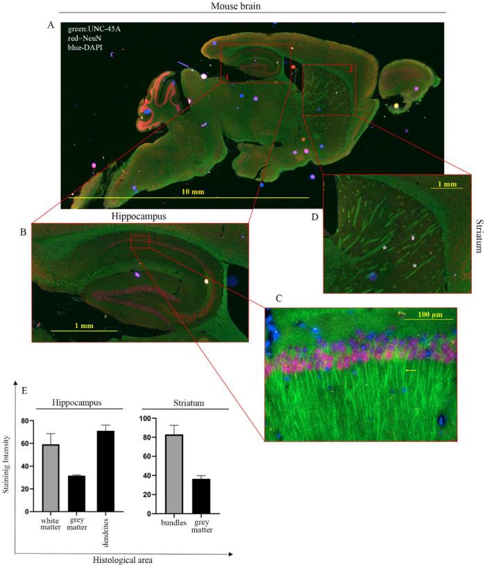 https://cdn.ncbi.nlm.nih.gov/pmc/blobs/e3b1/8303485/9abfaf012e79/cells-10-01604-g004.jpg